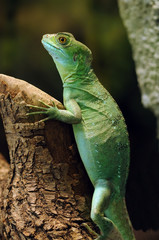 Fototapeta premium lézard basilic