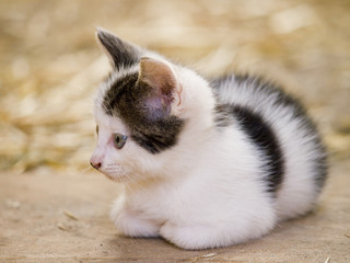 Cute laying kitten