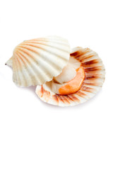 raw scallop - cappasanta cruda