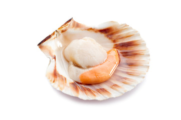 raw scallop - cappasanta cruda