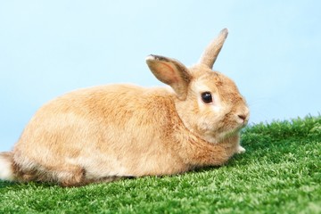 Fluffy rabbit