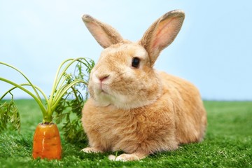 Pet rabbit