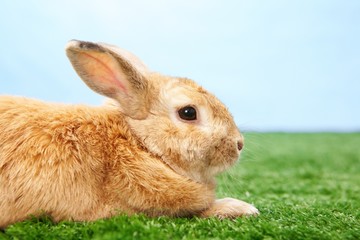 Fluffy animal