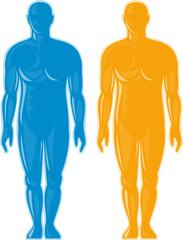 male human anatomy standing facing front