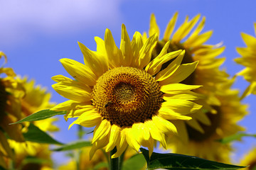 Naklejka premium Tournesol_8