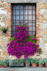 Fototapeta na wymiar Streets of San Quirico D'Orcia,Tuscany. Flower detail.