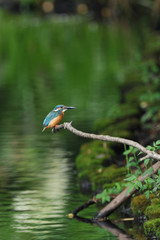 カワセミのいる風景