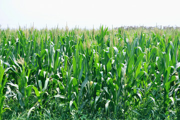 Obraz premium corn field
