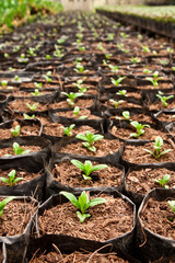 Vegetable planting in modern farm, north of Thailand