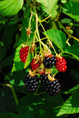 Brombeeren h.