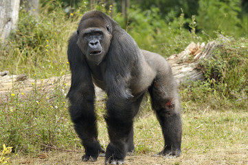 Gorille de 11 ans