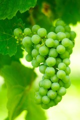 Weintrauben im Weinberg