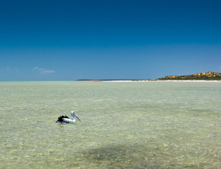 pelican