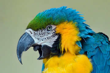 Blue and yellow macaw