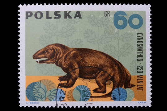 Poland - CIRCA 1969: A stamp Cynognathus