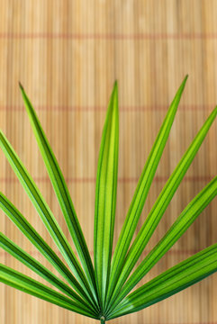 Fingerpalme