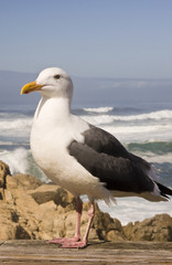 Seagull by the Pacific Ocean