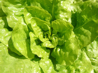 fresh green salad head