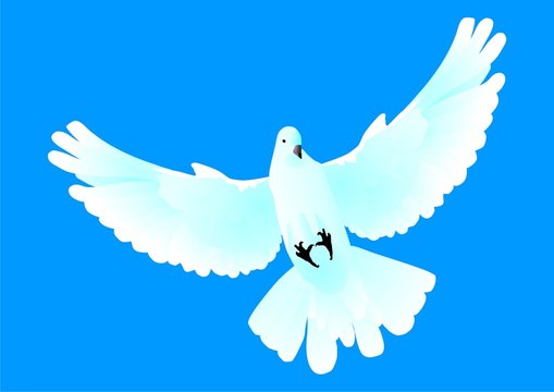 White pigeon flitting in the dark blue sky
