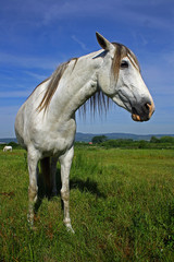 White Horse