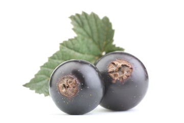 Black currant