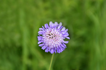 Obraz premium Bergblume