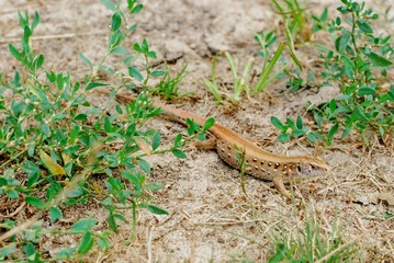the lizard © joaom