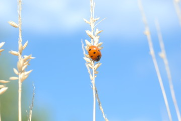 the ladybug © joaom