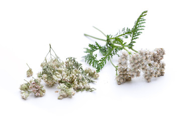 Schafgarbe (Achillea millefolium) getrocknet und frisch © unpict