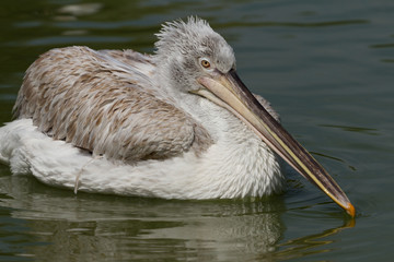 pélican frisé, pelecanus crispus
