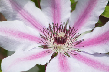 Clematis Bl&uuml;te im Detail