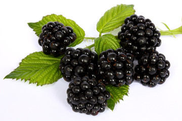 blackberries