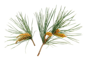 Fleur de pin parasol