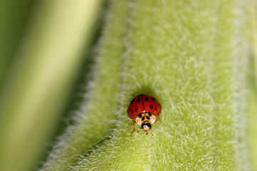 close up shot of Lady bug