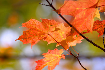 Fototapeta na wymiar Colorful Maple leaves