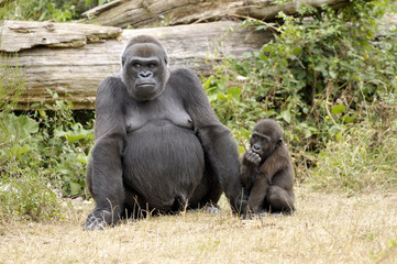 Femelle gorille et son petit