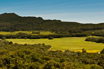 Field of green grass.