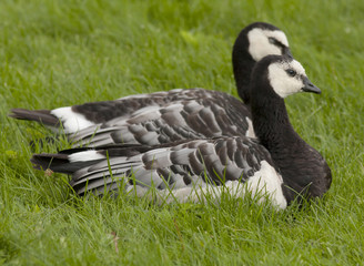 Barnacle goose in the grass