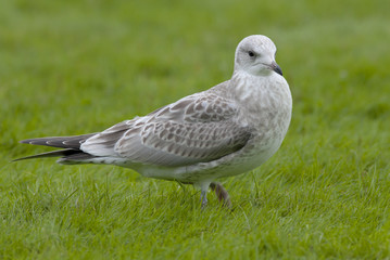 Seagull