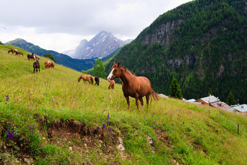Fototapeta na wymiar Horses pasture in the mountains