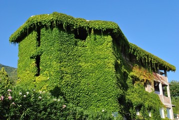 Casa ricoperta di edera rampicante