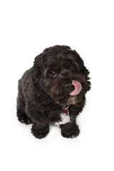 Black Bichon-Cocker Spaniel Cross Dog