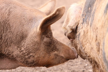 Fototapeta premium Tamworth pigs