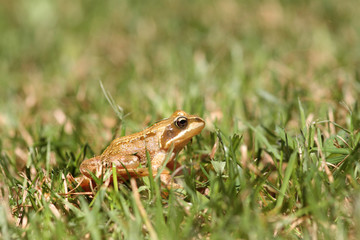 Frog