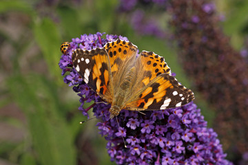 Distelfalter (Vanessa cardui) auf Buddleja - Painted Lady