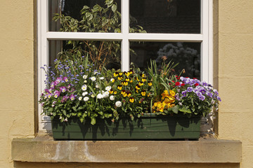Fototapeta na wymiar Fensterbank mit Blumen (Veilchen, Vergissmeinnicht)
