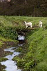 Sheep Crossing A Small Bridge, Northumberland, England