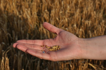 Hand with grains