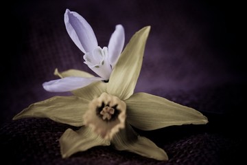 Daffodil wit Snowdrop