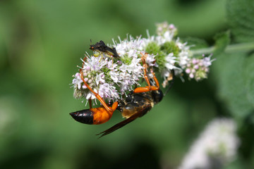 Great Golden Digger Wasp Sphex & Ambush Bug